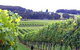 Banjo's Run Winery And Vineyard - thumb 0