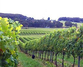 Banjo's Run Winery And Vineyard - South Australia Travel 0