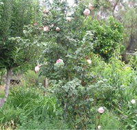 Tombstone Estate Vineyard - South Australia Travel