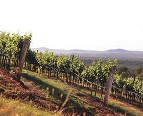 Briar Ridge Vineyard - South Australia Travel 1