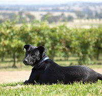 Moothi Estate Vineyard and Cellar Door - South Australia Travel