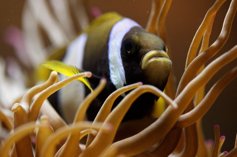 Solitary Islands Aquarium - South Australia Travel 1