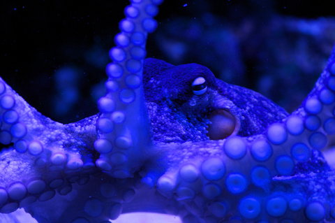 Solitary Islands Aquarium - South Australia Travel 2