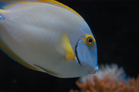 Solitary Islands Aquarium - South Australia Travel 3