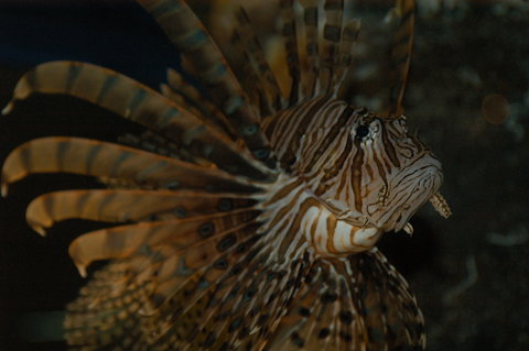 Solitary Islands Aquarium - South Australia Travel 4