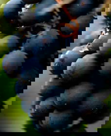 Moorbel NSW South Australia Travel