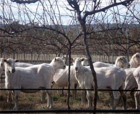Thunder Ridge Wines - South Australia Travel 2