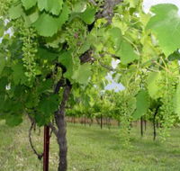 Holland Wines - South Australia Travel