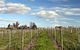 Rowanston On The Track Winery & Bed And Breakfast - thumb 1