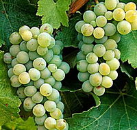 Clover Hill Vineyard