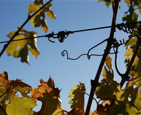 Blackjack Vineyards - South Australia Travel 1