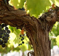 Blackjack Vineyards - South Australia Travel