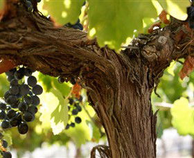 Blackjack Vineyards - South Australia Travel 0