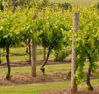 Mt Coghill Vineyard - South Australia Travel