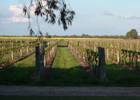 Water Wheel Vineyards - South Australia Travel 0