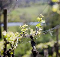 Whistling Eagle Vineyard - South Australia Travel