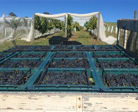 Three Willows Vineyard - South Australia Travel 1