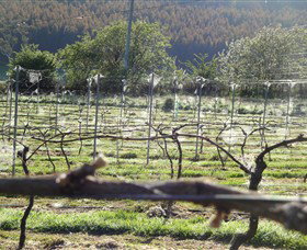 Three Willows Vineyard - South Australia Travel 0