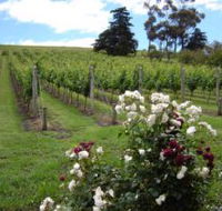 Pembroke Estate Vineyard - South Australia Travel