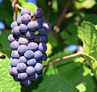 Tinderbox Vineyard - South Australia Travel