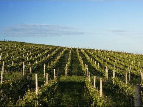 Delamere Vineyard - South Australia Travel 0