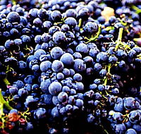 Tolpuddle Vineyard - South Australia Travel