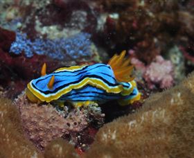 Coral Gardens Dive Site Mooloolaba - South Australia Travel 1
