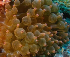 Coral Gardens Dive Site Mooloolaba - South Australia Travel 0