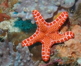 Coral Gardens Dive Site Mooloolaba - South Australia Travel 3
