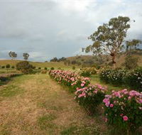Damasque Rose Oil Farm - South Australia Travel