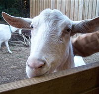 Drysdale Cheeses - South Australia Travel