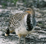 Yongergnow Australian Malleefowl Centre - South Australia Travel