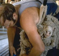 Kuriong Sheep Station - South Australia Travel