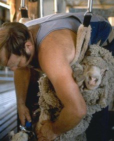 Kuriong Sheep Station - South Australia Travel 0