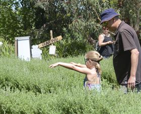 Hedgend Maze And Healesville Laser Sport - South Australia Travel 2