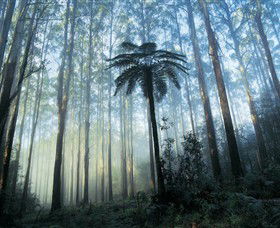 Yarra Ranges National Park - South Australia Travel 0