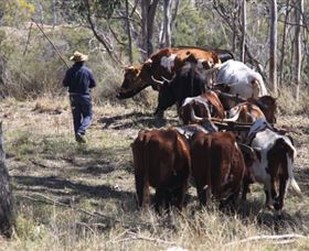 Gleneden Organic Farm And The Gleneden Bullock Team - South Australia Travel 1