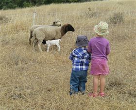 Gleneden Organic Farm And The Gleneden Bullock Team - South Australia Travel 3