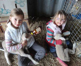 Bathurst Farm Experience - South Australia Travel 4