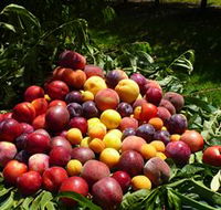 Rayner's Orchard - South Australia Travel