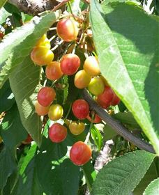 Mouat's Farm - South Australia Travel 1