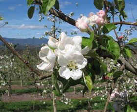 Mouat's Farm - South Australia Travel 0