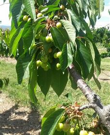 Mouat's Farm - South Australia Travel 2