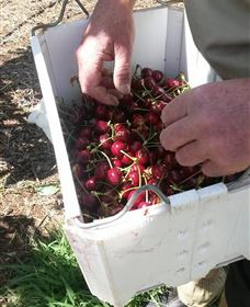 Mouat's Farm - South Australia Travel 3