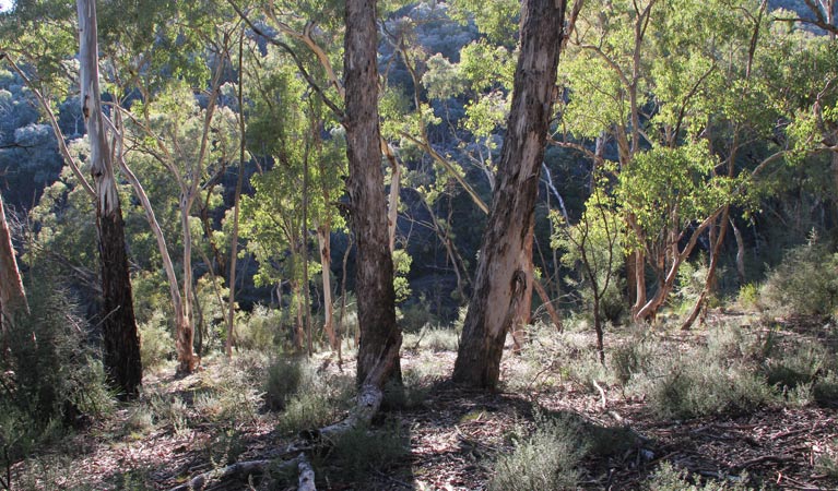 Mount Panorama NSW South Australia Travel