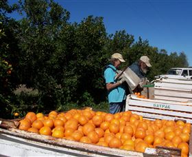Gayndahs Big Orange - South Australia Travel 3