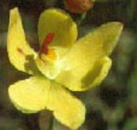 Langwarrin Flora and Fauna Reserve - South Australia Travel