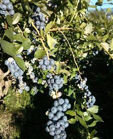 Gunnadoo Berries - South Australia Travel 2