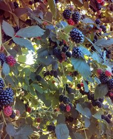 Gunnadoo Berries - South Australia Travel 0