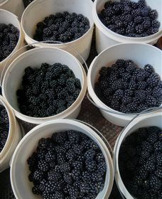Gunnadoo Berries - South Australia Travel 3